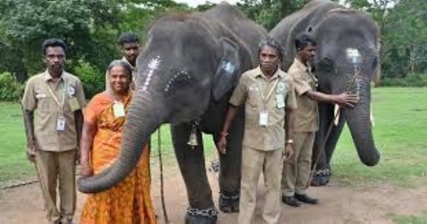 Drones Deployed to Reunite Jumbo Calf with Mother Herd in Tamil Nadu