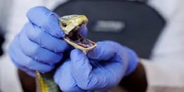 HUMAN HEALTH : Scientists Unveil Universal Antivenom Breakthrough for Lifesaving Innovation