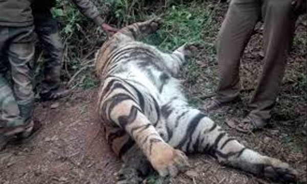 Tiger Found Dead Near Pykara Waterfalls in Tamil Nadu