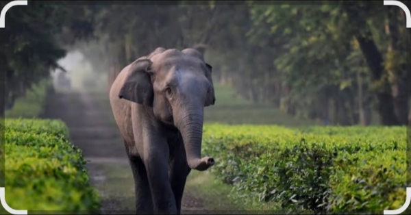 Wild elephant.