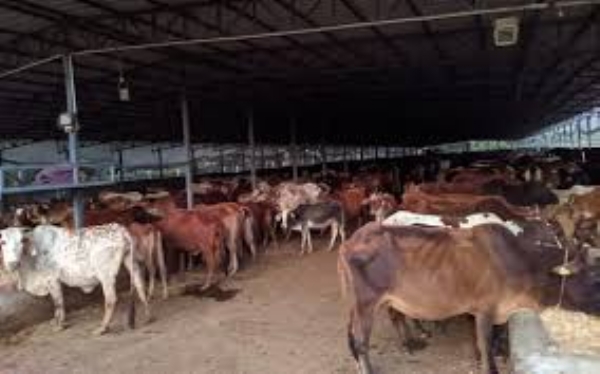 CBG plants will be built in cow shelters