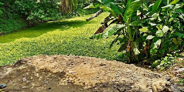 Illegal pond filling in Navadwip