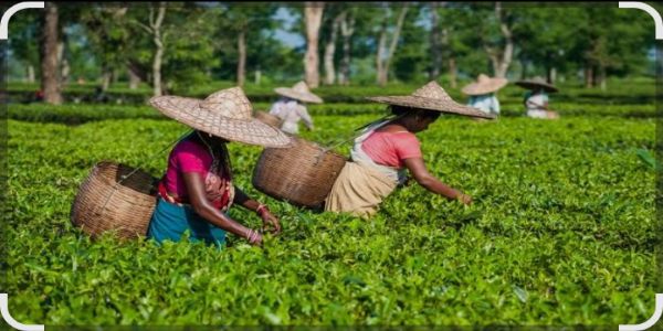 Working hours changed due to heat in tea gardens