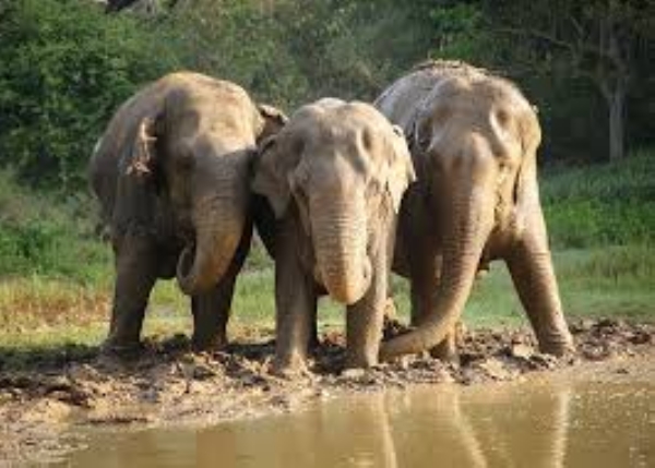 Rescued elephants pampered with mud baths