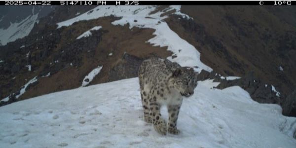 Snow leopard sighted in Kedarnath