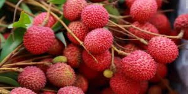 India Flags Off First Consignment of Rose-Scented Litchi from Pathankot to Qatar