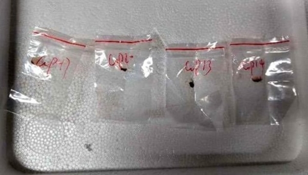 Chinese scientist arrested for trafficking toxic fungus in America