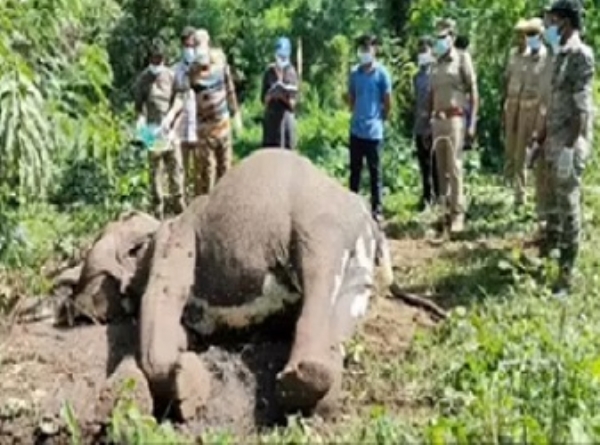 Female Elephant Found Dead in Mettupalayam Range of Nilgiris