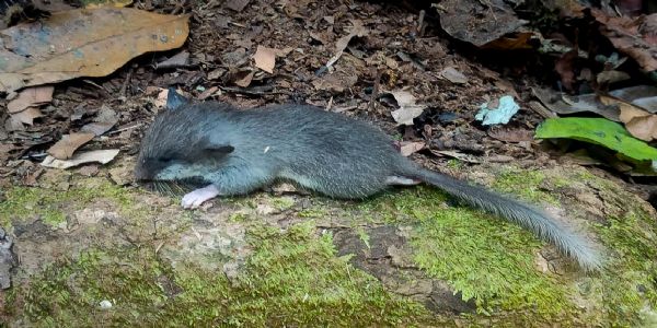 ZSI Scientists Discover Ancient Origin (Living Fossil) of the Western Ghats Tree Mouse