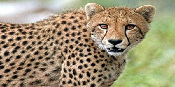 Namibian cheetah Nabha dies from injuries at Kuno National Park
