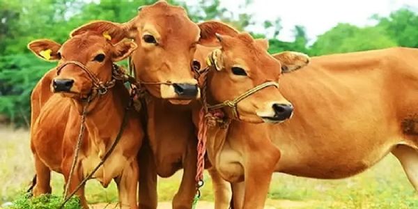 Govt seeks applications to set up unit of ten indigenous advanced breed cows
