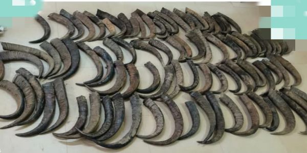 Buffalo horns seized in large quantity during Khetri Police operation