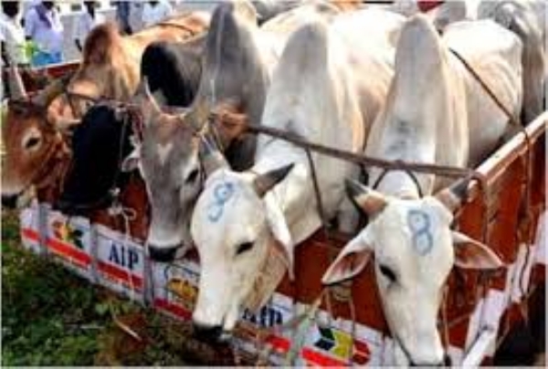 Six cattle, a pickup vehicle recovered