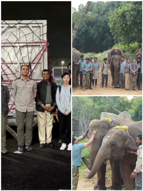 Elephant