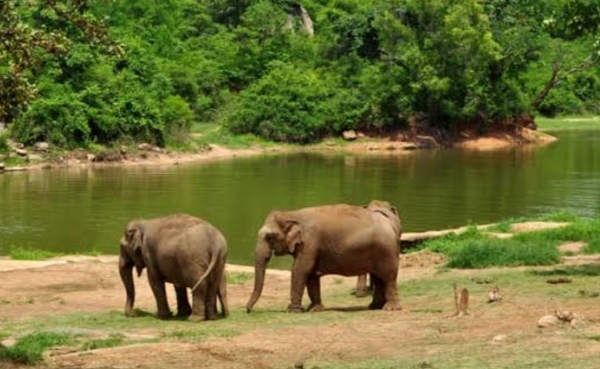 Elephant