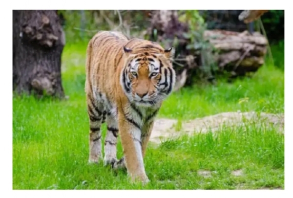 Tiger.