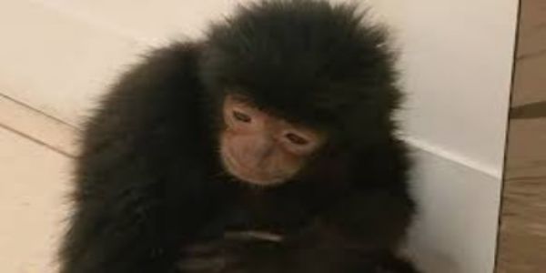 Wildlife Trafficking Foiled: Two Gibbons Seized at Chennai Airport