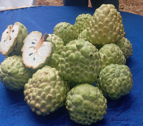 ICAR-IIHR Bengaluru Hosts Successful Field Day on Arka Sahan
