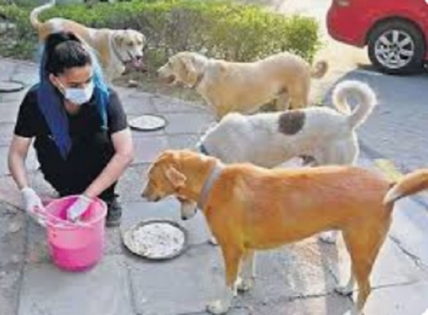 Dog feeding points