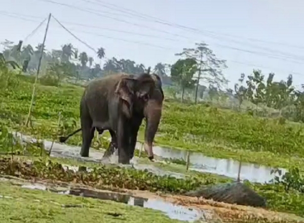 An elderly woman killed by this wild elephant attack.