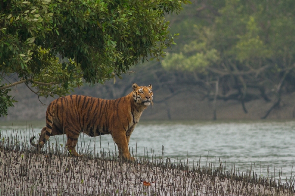 Sunderban
