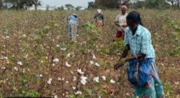 TN Cotton Farmers Demand Production Subsidy as Prices Face Sharp Decline