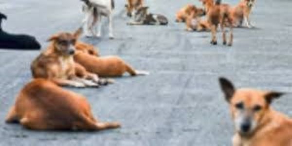 10,000 Street Dogs Vaccinated in Tambaram Anti-Rabies Camp