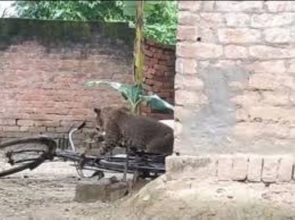 Leopard’s presence in the area had sparked widespread panic
