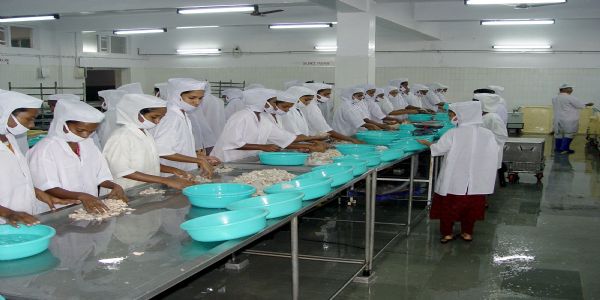 Gujarat ranks second in marine fish production in country