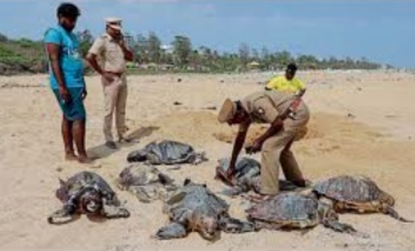 TN Government Sanctions Two-Year Study to Conserve Olive Ridley Population