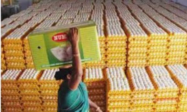 US Tariff Hike Stalls Rs 20 Crore Egg Export from Namakkal