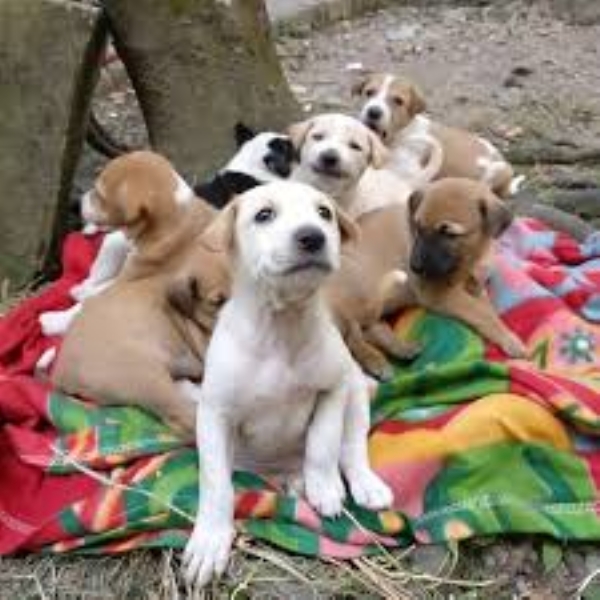 A New Voice for the Voiceless: Tamil Nadu Bans Home Boarding and Breeding of Dogs, Welcomed by Dr. S. Chinny Krishna, Former Vice Chairman of AWBI