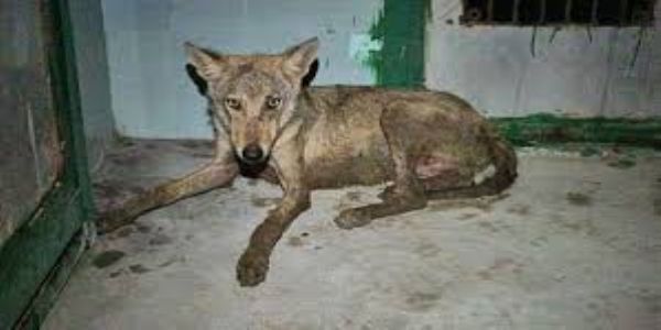 Wolf attacks kill 2 young girls and injure 9 in Bahraich villages, authorities on high alert
