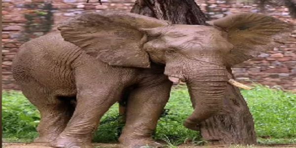 Shankar No More: Delhi Zoo Orders Inquiry into African Elephant’s Death