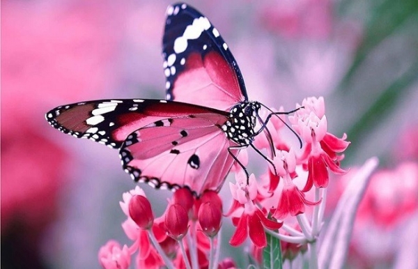 Image related to the Dihing Patkai National Park observes three-day grand Butterfly Festival.