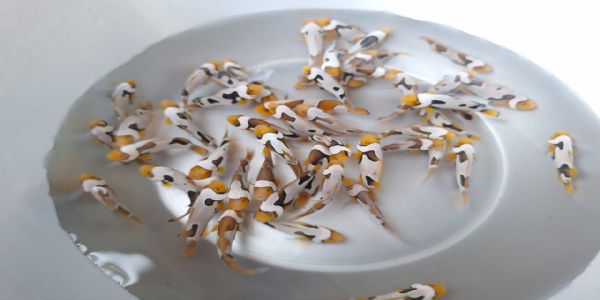 Clownfish makes you laugh, while hobbyists could laugh their way to Banks