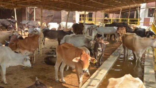 Animal Husbandry Department has started the process of setting up a control room Animal Husbandry Department has started the process of setting up a control room