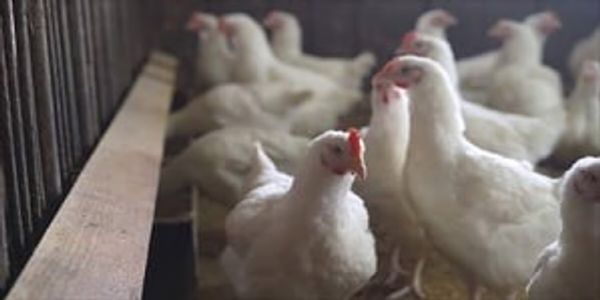 Bird flu detected at poultry hatchery in Kollam, surveliance intensified