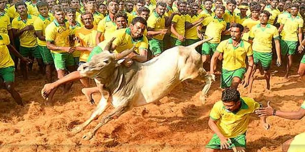 HARVESTING TRADITIONS: How Pongal And Jallikattu Define Tamil Nadu’s Social Fabric