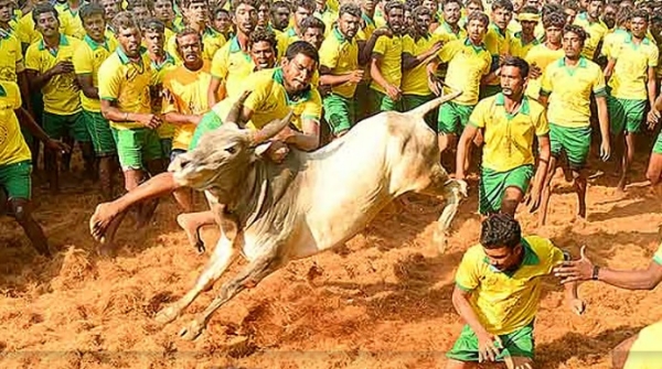 How Pongal And Jallikattu Define Tamil Nadu’s Social Fabric