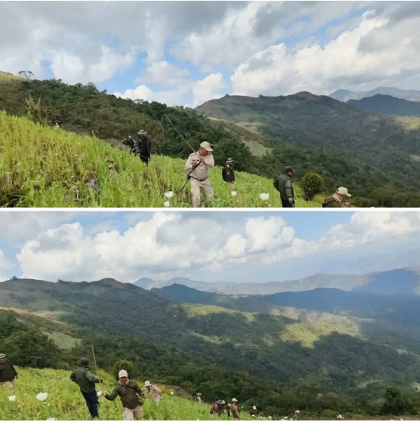 मणिपुर के कासोम खुल्लेन क्षेत्र में 14 एकड़ अवैध अफीम की खेती नष्ट किए जाने की तस्वीर।