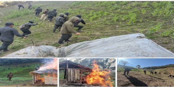 306 Acres of Illicit Poppy Cultivation Destroyed in Manipur