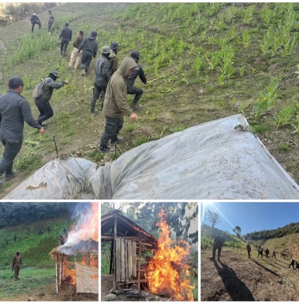 Image of the 306 Acres of Illicit Poppy Cultivation Destruction in Manipur.