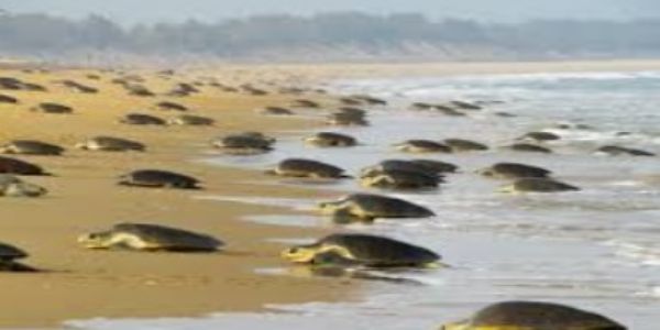 Over 130 Olive Ridley turtles found dead along Chennai coast