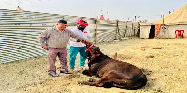 Bishop John Augustine performs cow service – integral part of his daily routine