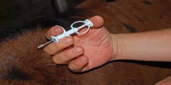 Pioneering Microchipping: Chennai