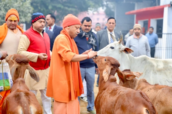 CM Yogi did cow service, fed jaggery to cattle