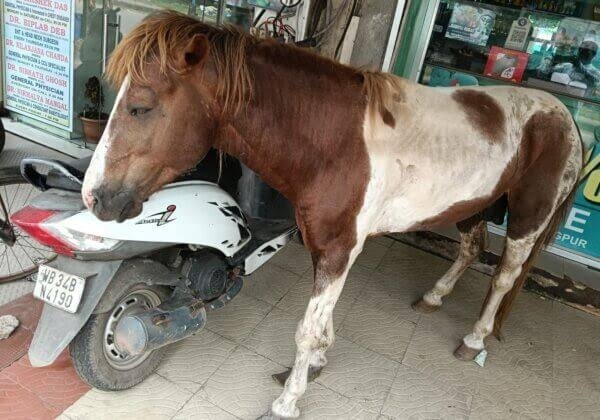 Jammu Animal Husbandry Department, PETA India Seize 140 Illegal Spiked Bits In Katra, Shiv Khori