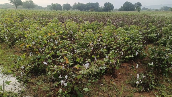 Yadgir cotton