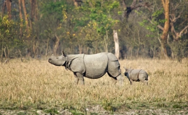 Pobitora Wildlife पबितरा अभयारण्य Pobitora Wildlife पबितरा अभयारण्य